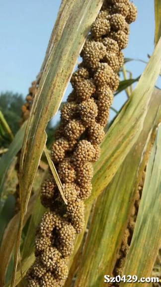 小米是什么植物产的 0931310257.jpg